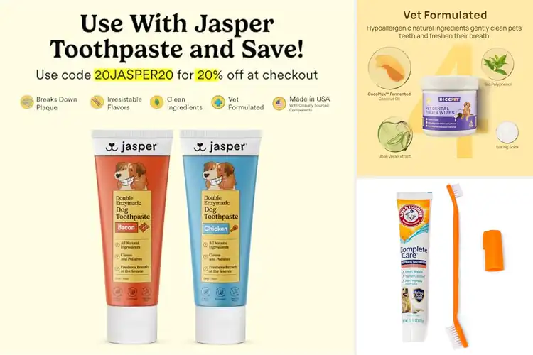 Detailed view of Best Way To Brush Dog Teeth: Stress-Free Tips & Products